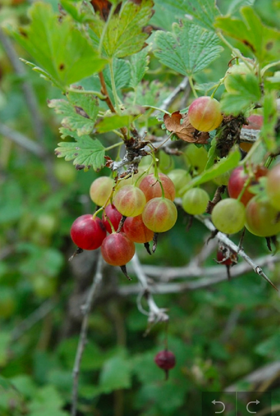 Pixwell Gooseberry, (Ribes Pixwell) well rooted starter plant 8-12 inches tall