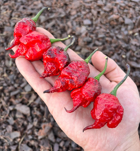 Black Widow Superhot Pepper Seeds – Non-GMO Organic Grown Pepper Seeds