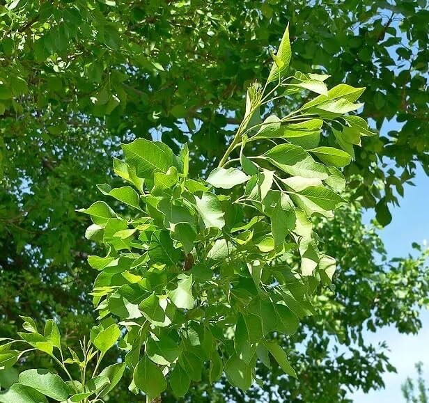 30 Arizona Ash Tree Seeds for Planting – Fraxinus Velutina