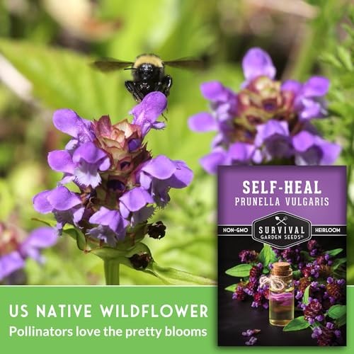 Self-Heal Seeds for Planting – Prunella Vulgaris (All-Heal, Selfheal) Hardy 2