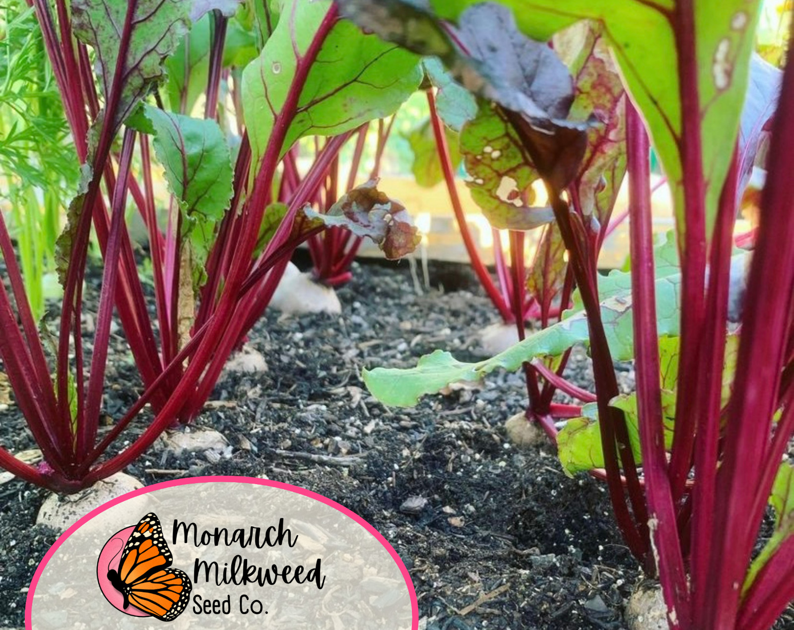925+ Beet Seeds ‘Ruby Queen’ | Heirloom, Non-GMO, Vegetable Gardening Seed Pack
