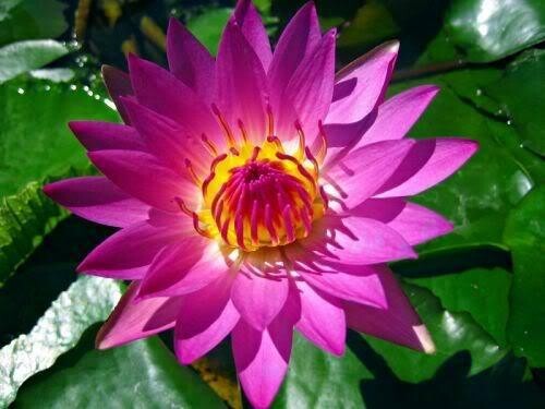 10 PURPLE WATER LILY Pad Nymphaea Sp Pond Lotus Flower Seeds *Combined Shipping