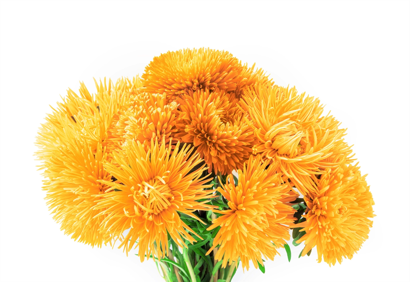 30 YELLOW NEEDLE ASTER Callistephus Chinensis Unicom Flower Seeds *Flat S/H