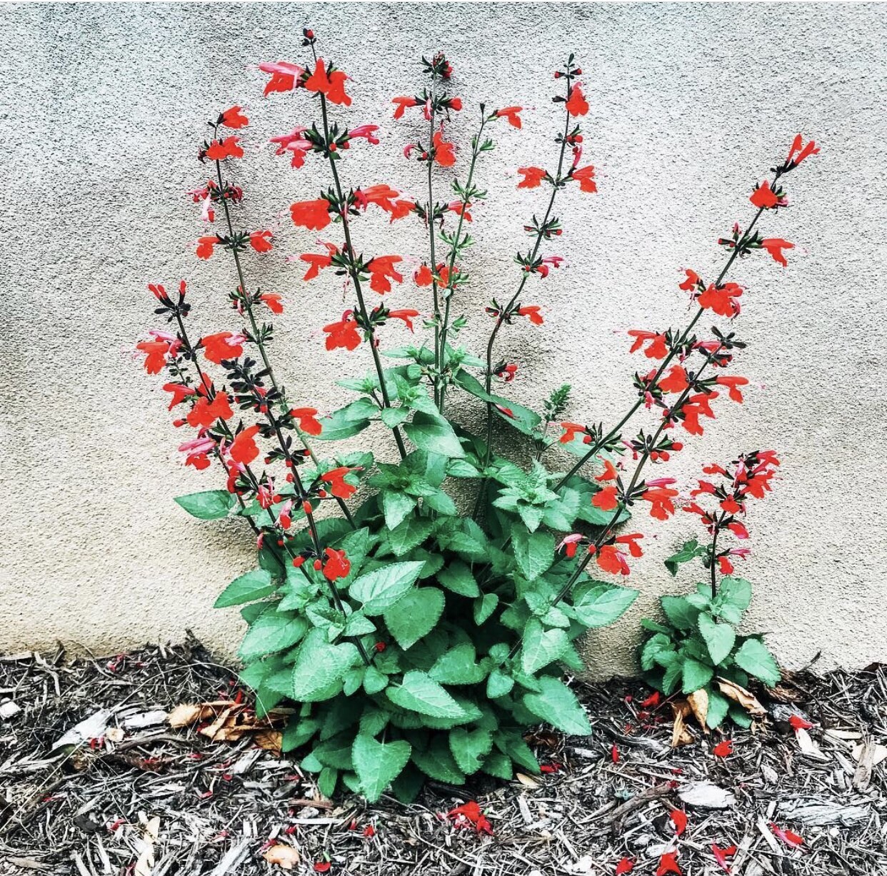 Texas Lady In Red Sage Salvia Coccinea 50 Seeds Bees Hummingbirds Butterflies