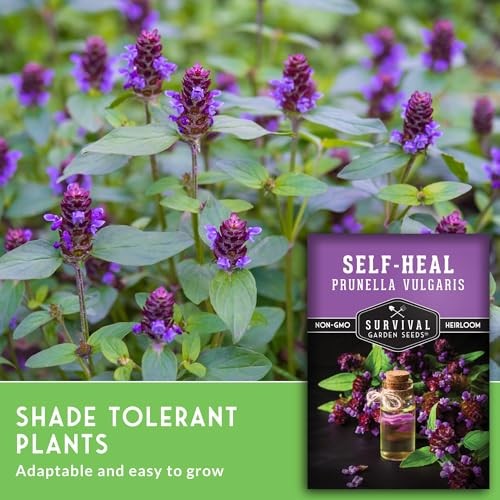 Self-Heal Seeds for Planting – Prunella Vulgaris (All-Heal, Selfheal) Hardy 2