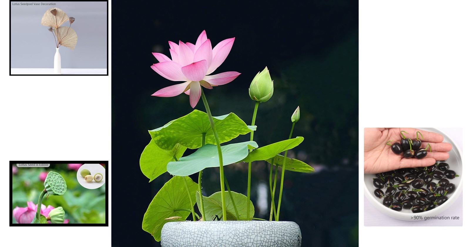 Elegant Lotus Flower Seeds – Mixed Pink & Red for Home Gardening (12 Count)