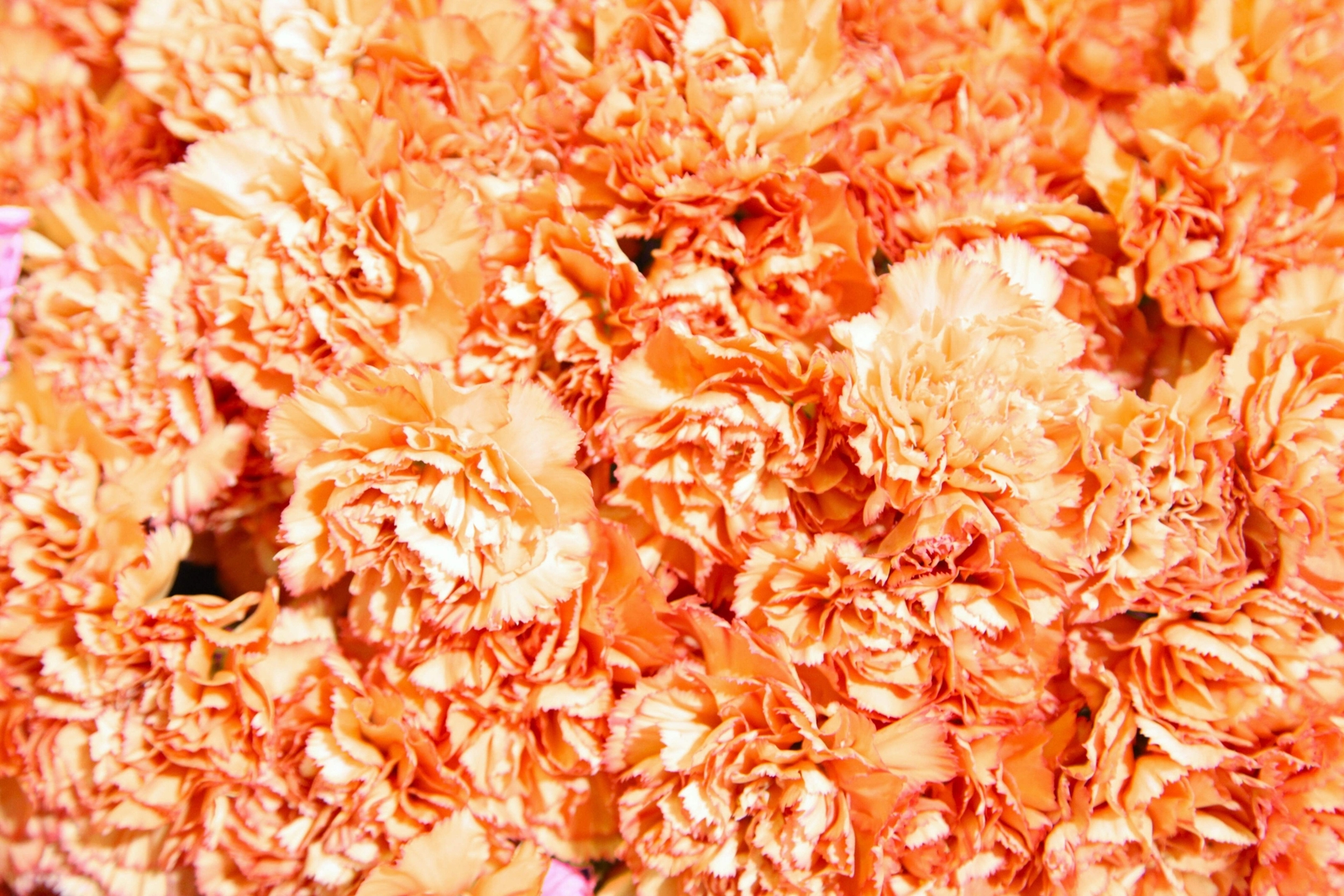 50 ORANGE CARNATION Dianthus Caryophyllus Chabaud Flower Seeds *Flat S/H