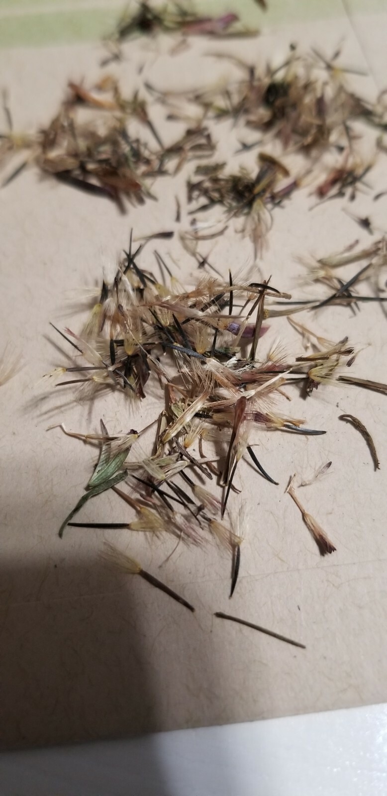Semilla De Pipicha 75+ seeds Ships From USA