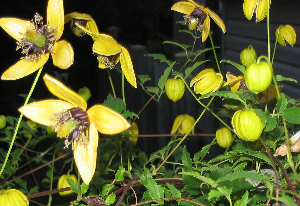 clematis, AZTEK YELLOW, perennial vine, 15 seeds, GroCo*