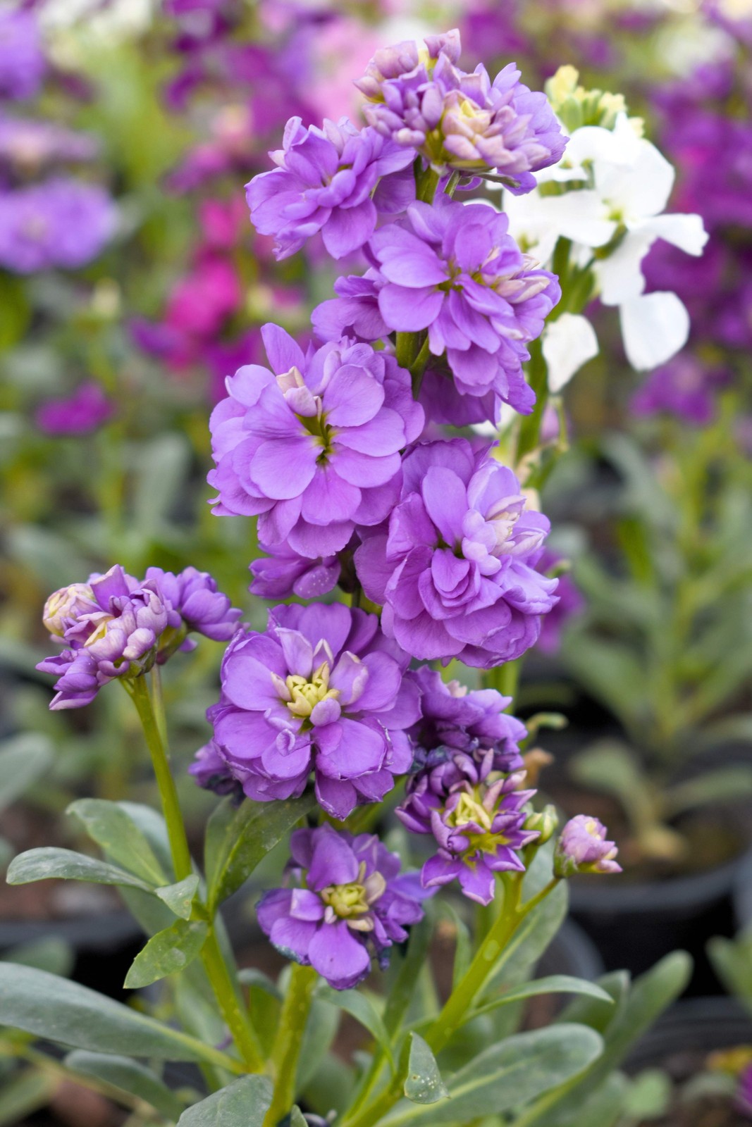 50 MIXED COLORS STOCK Matthiola Incana Ten-Week Gillyflower Blue White Pink Red