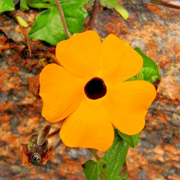 50+BLACK EYED SUSAN VINE Flower Seeds Flowering Vine Garden Patio Container Easy
