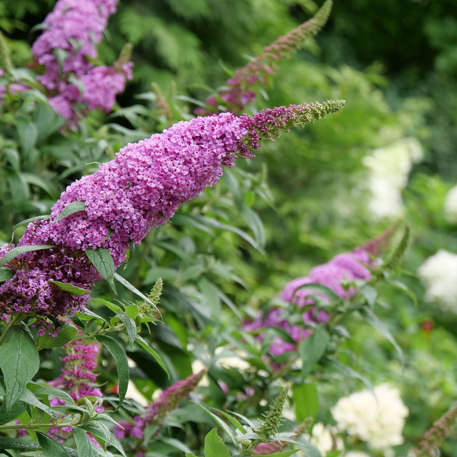 Butterfly Candy Li’l Taffy Butterfly Bush in 1 Gallon Grower’s Pot | Live, Pi…