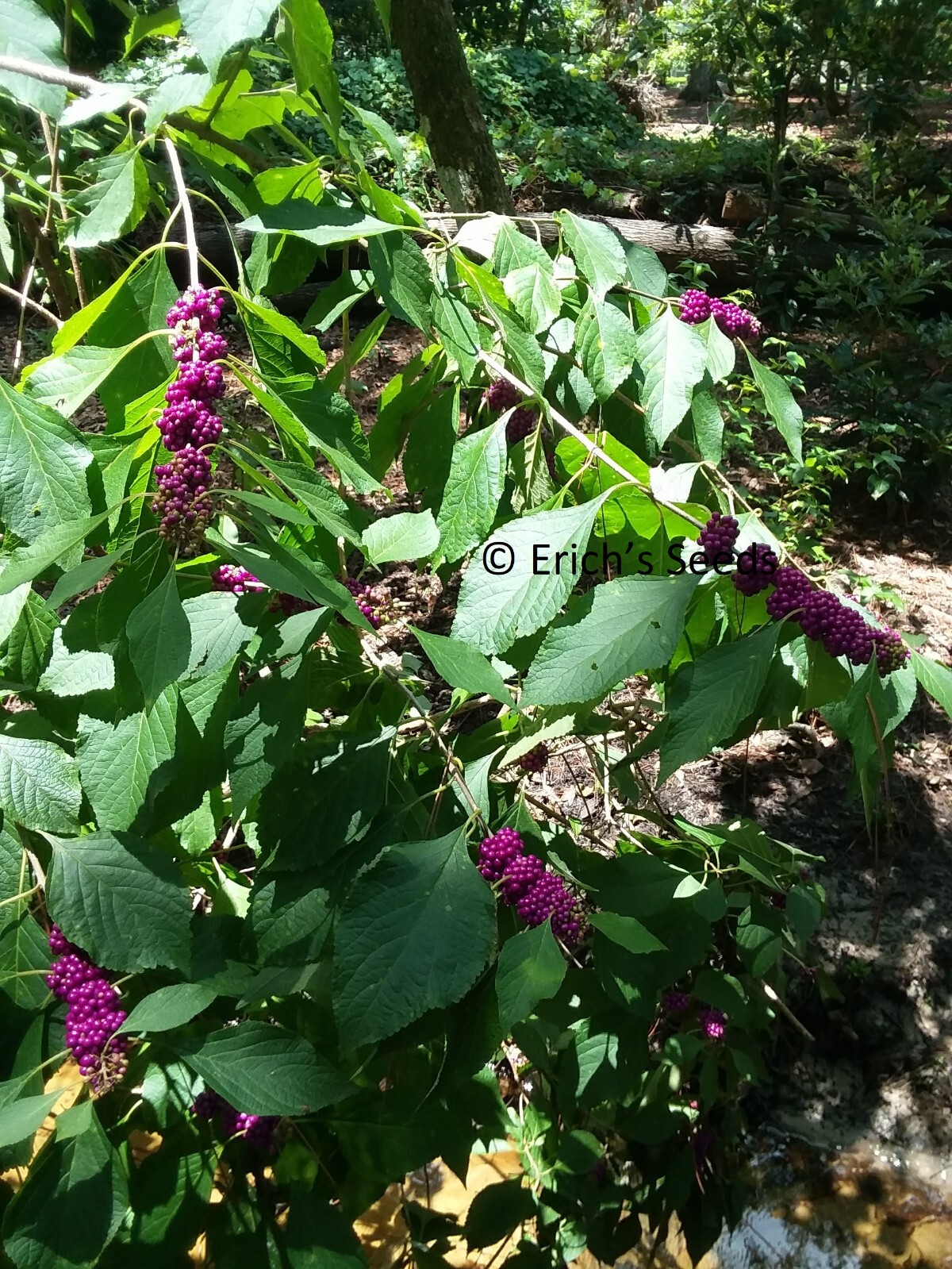 200 Seeds American Beautyberry – Florida Grown
