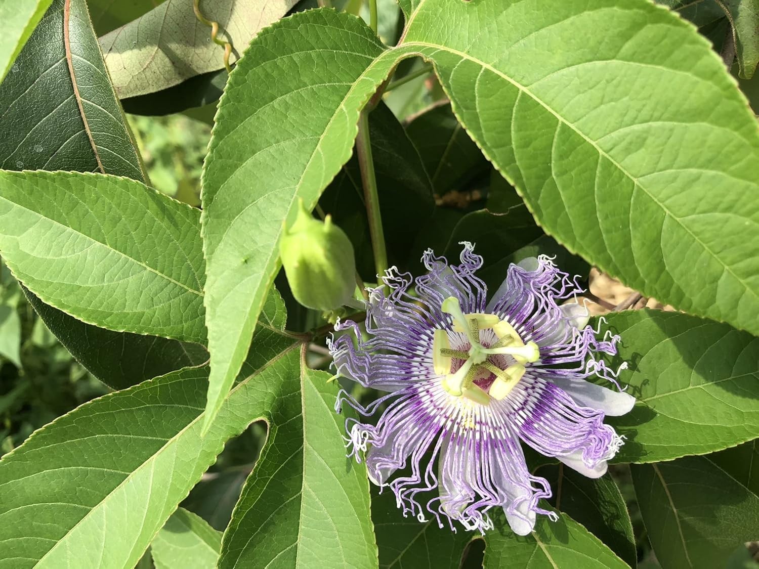 Vibrant Passion Flower Seeds – Organic 30 Count for Pollinator-Friendly Gardens