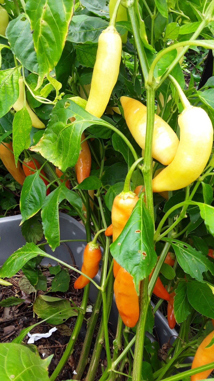 75+ Fushimi Pepper Seeds Authentic Asian Togarashi Prolific Heirloom NON-GMO
