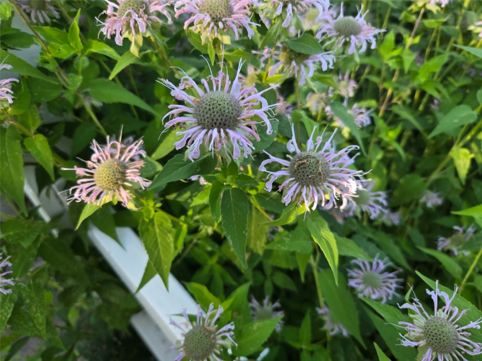 Wild Pink Bee Balm Seeds/Monarda fistulosa/1 gram +/Native US Plant/Medicinal/