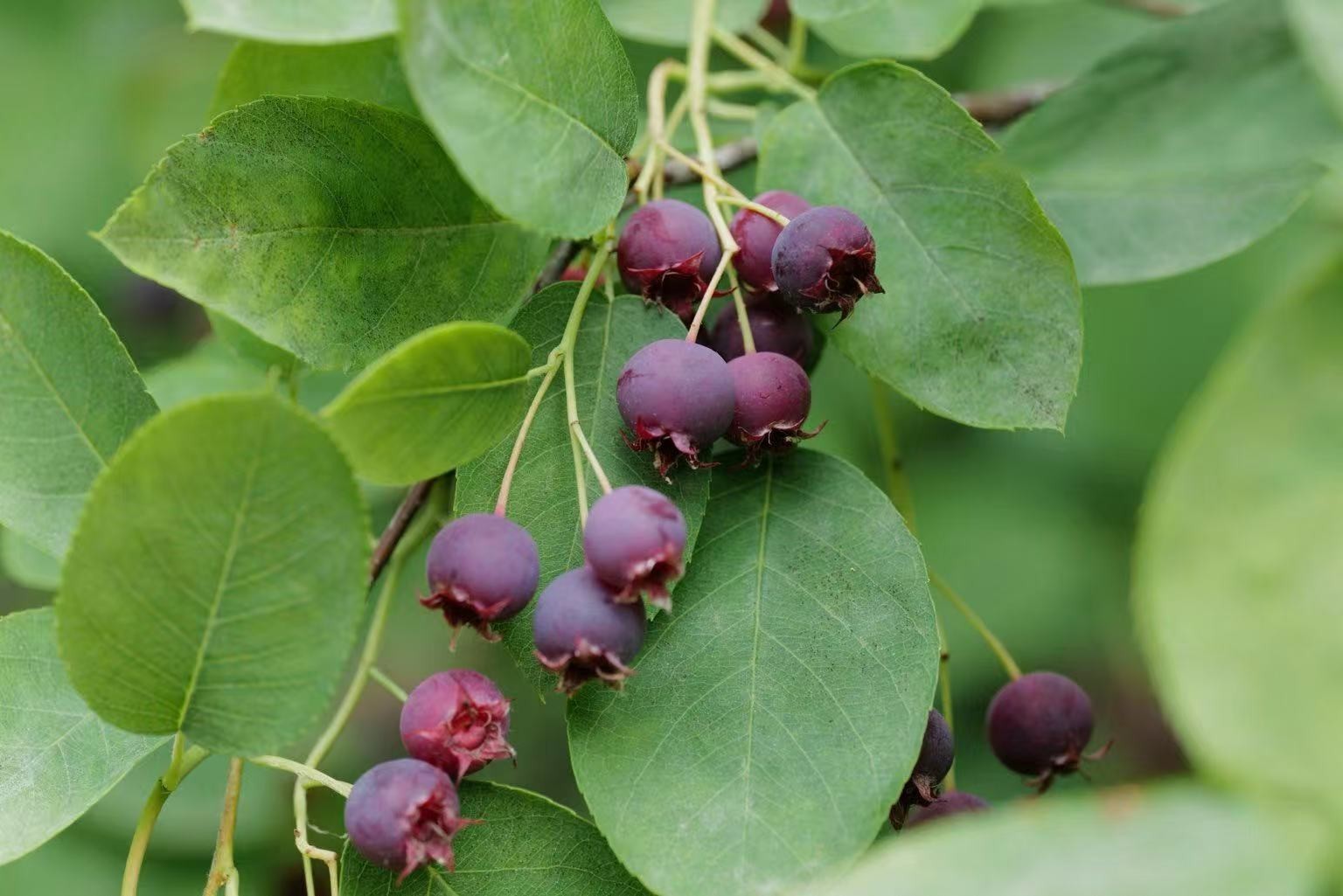 100+ Saskatoon Serviceberry Seeds for Planting – Amelanchier alnifolia Berry See