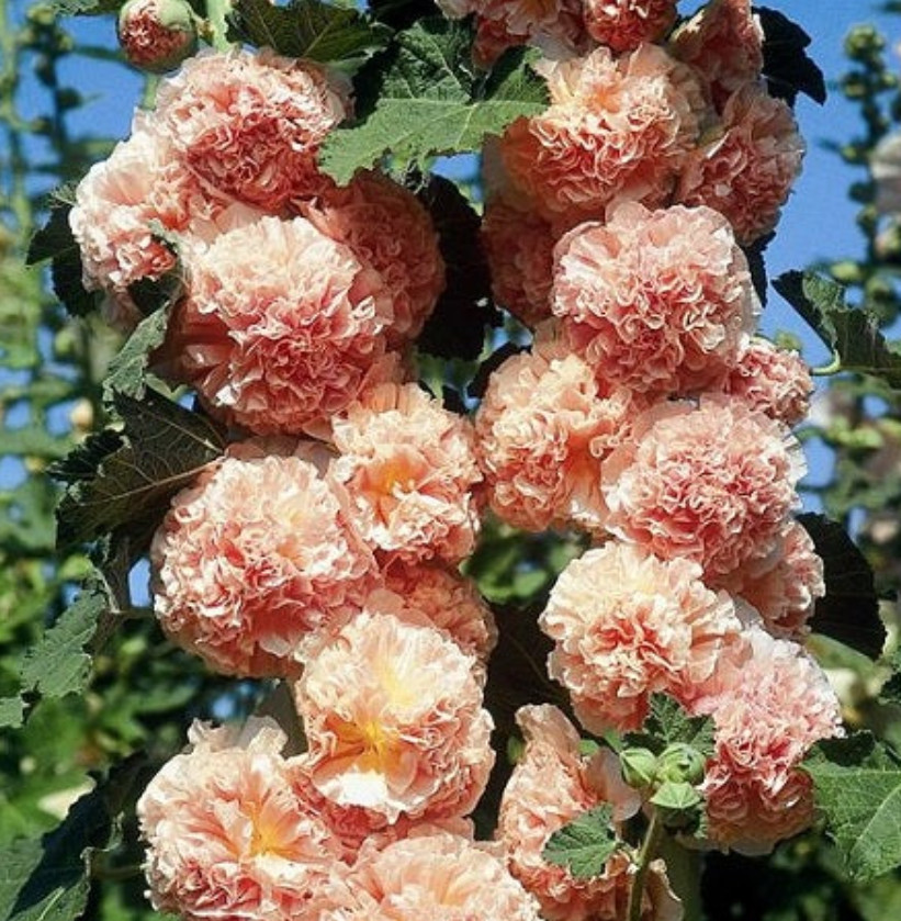 Hollyhock CHATER’S DOUBLE SALMON Peony Flowered Blooms Biennial Non-GMO 25 Seeds