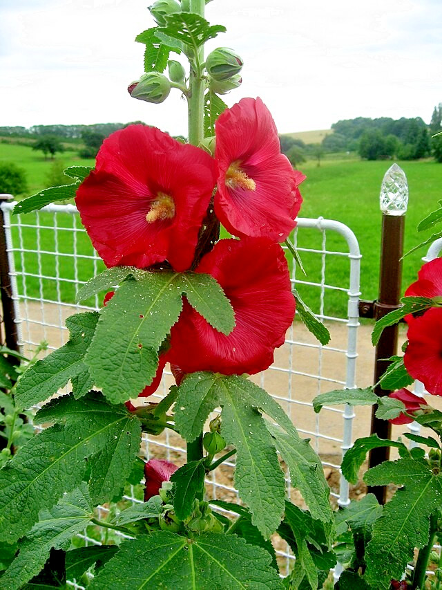 GIANT RED HOLLYHOCK 50 SEEDS, HARDY PERENNIAL, EZ TO GROW, USA SELLER