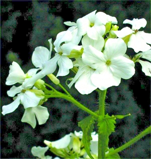 50+MONEY PLANT Flower Seeds Native Wildflower Ornamental Garden Container Easy