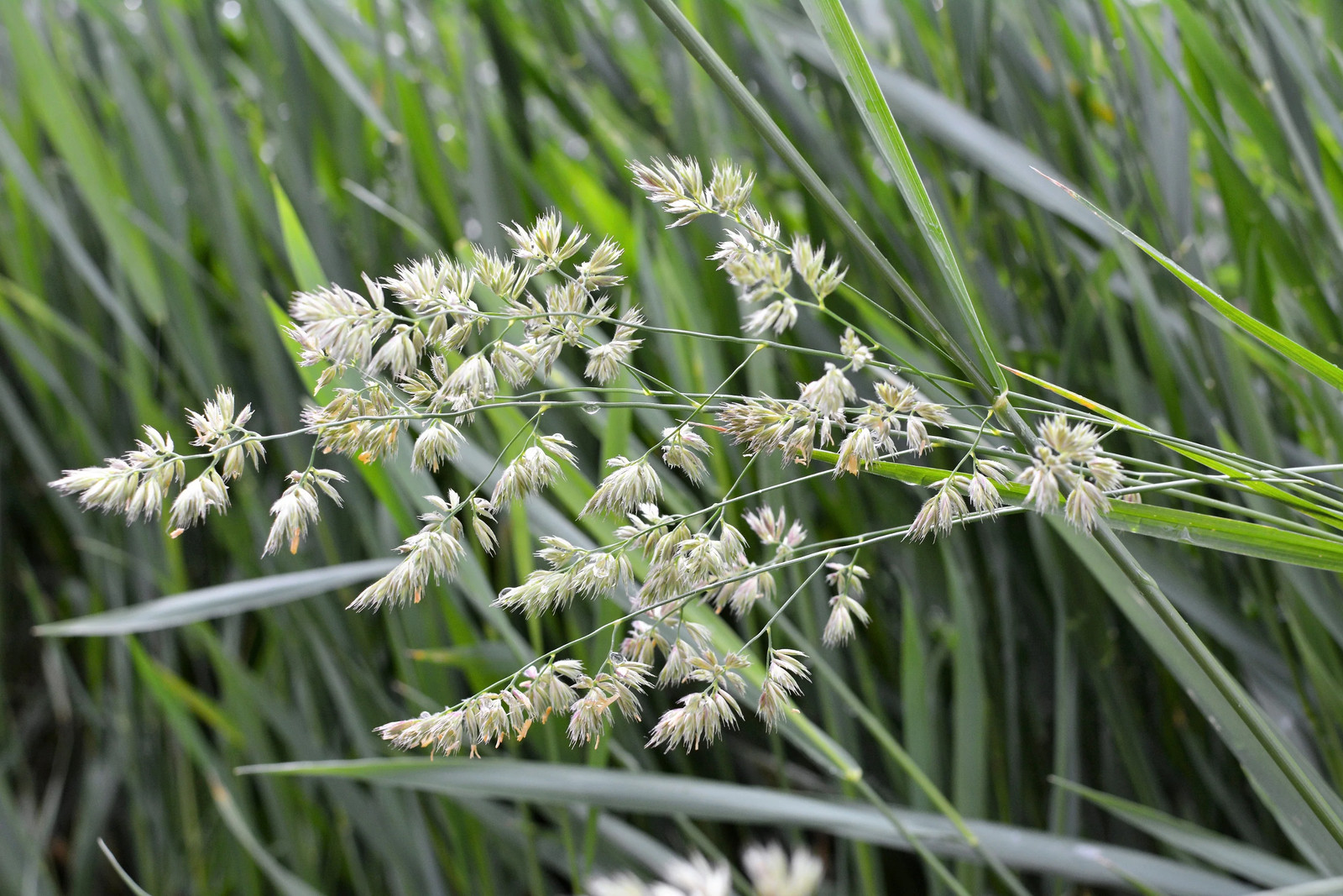 3000 QUICKDRAW ORCHARDGRASS Dactylis Glomerata Sun Shade Bunchgrass Seeds