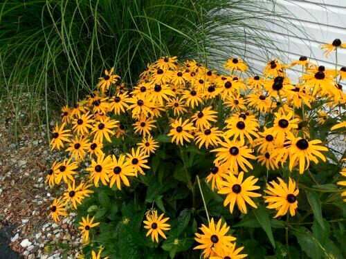 Black-Eyed Susan & Fancy Gloriosa Daisy Combo 190 Seeds~My Botanical Garden Club