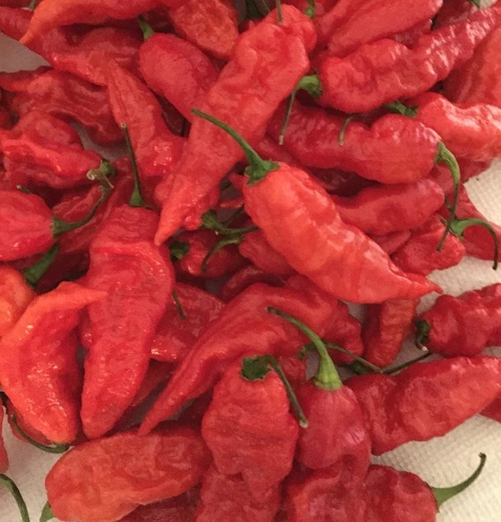 25 Choice Harvested Fresh Super-Hot Bhut Jolokia Red Premium Pepper Seeds-B 05