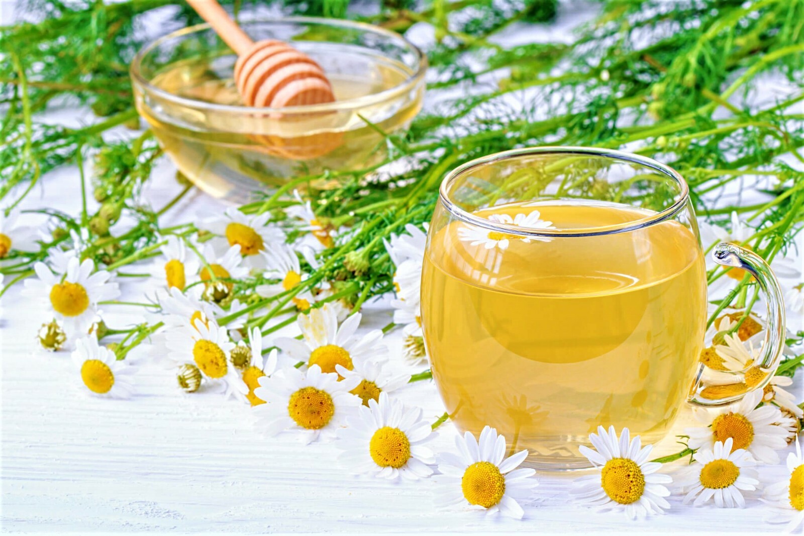 Chamomile 3500+ Seeds, Teas + Medicine