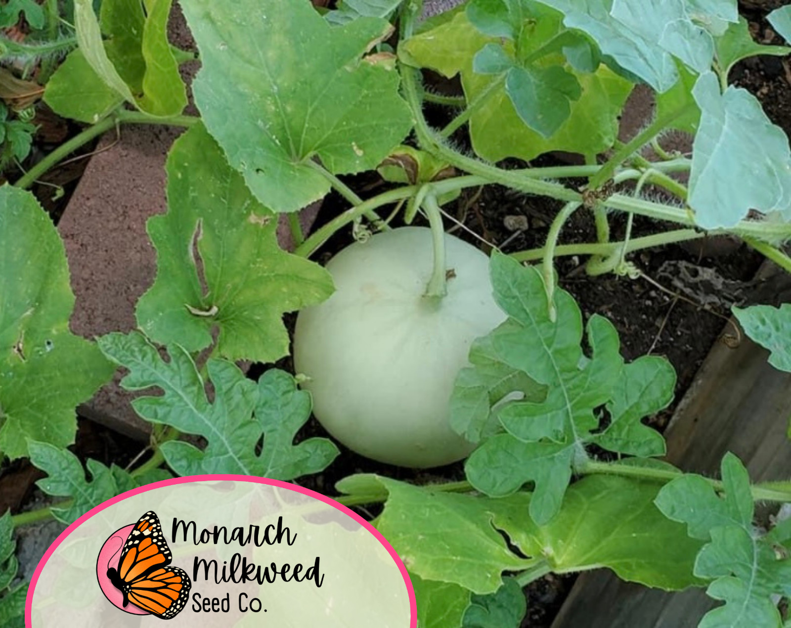 130+ Green Honeydew Melon Fruit Seeds | Heirloom, Non-GMO, Gardening Seed Packet