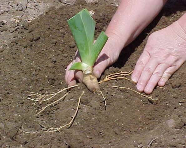 IRIS mixed colors in SETS of 5, easy to grow plant up to 6 wks. before frost