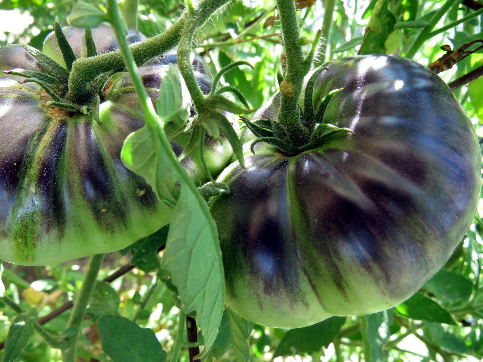 Sart Rolaise – spectacular color and flavor to match