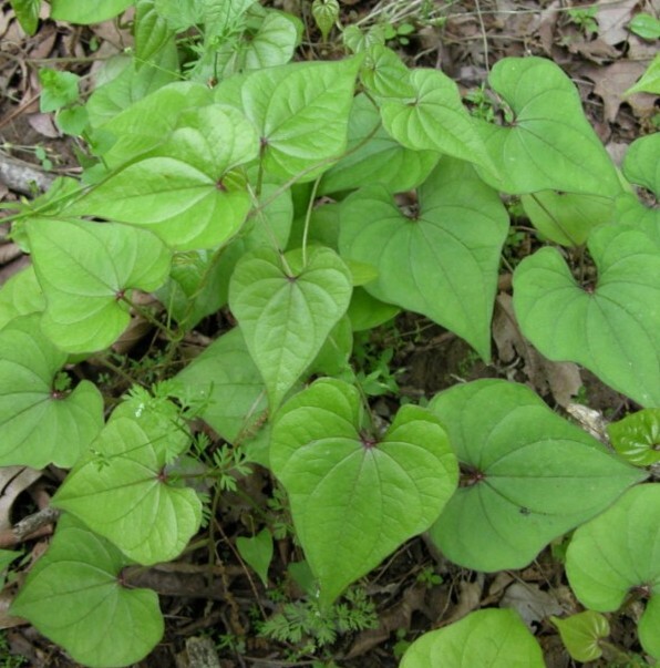 3 Chinese Yam 山药/淮山 Cinnamon Vine Dioscorea Opposita Live Rooted Plants 