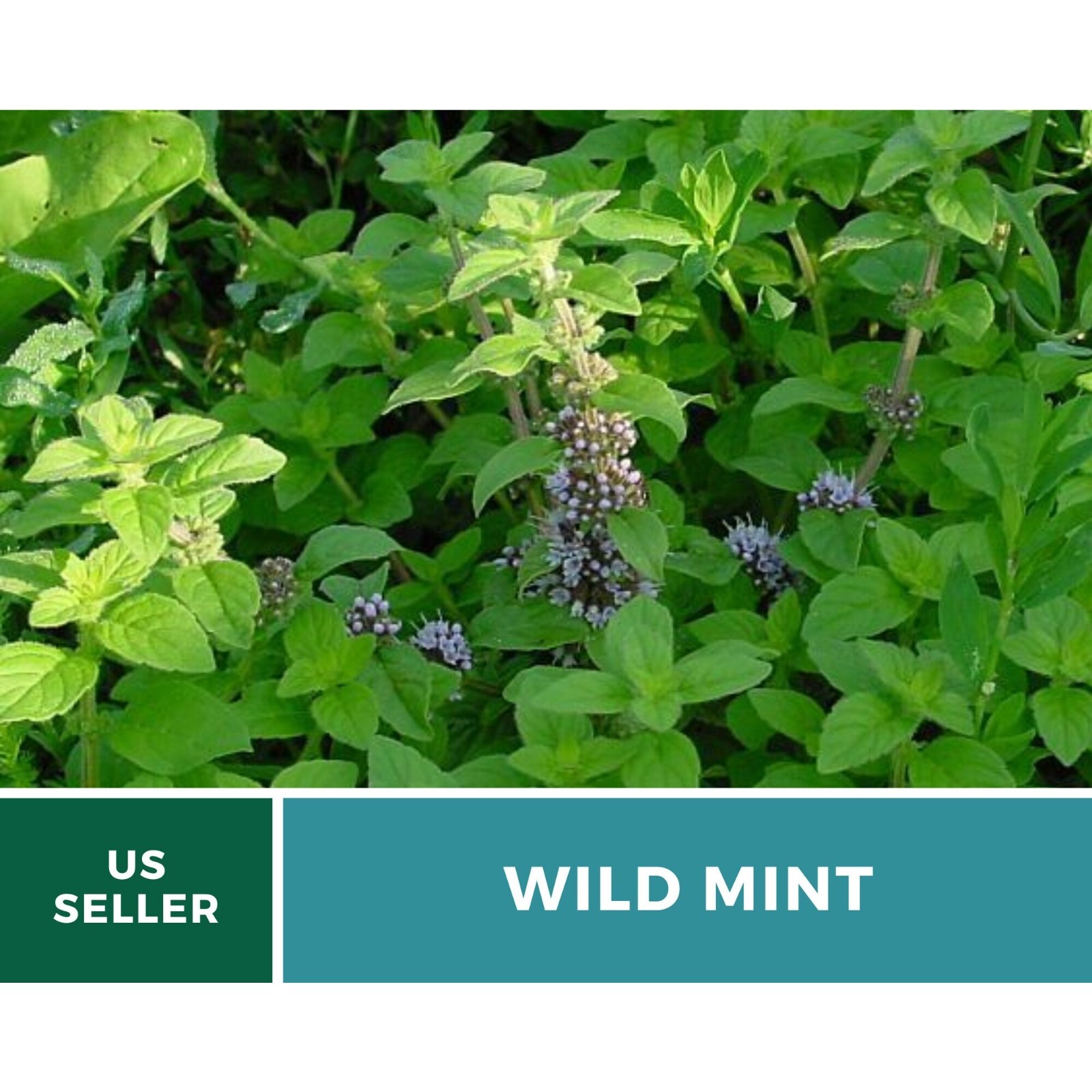 Mint, Wild (Corn Mint) seeds – Heirloom Herb (Mentha arvensis) – Aromatic and Re