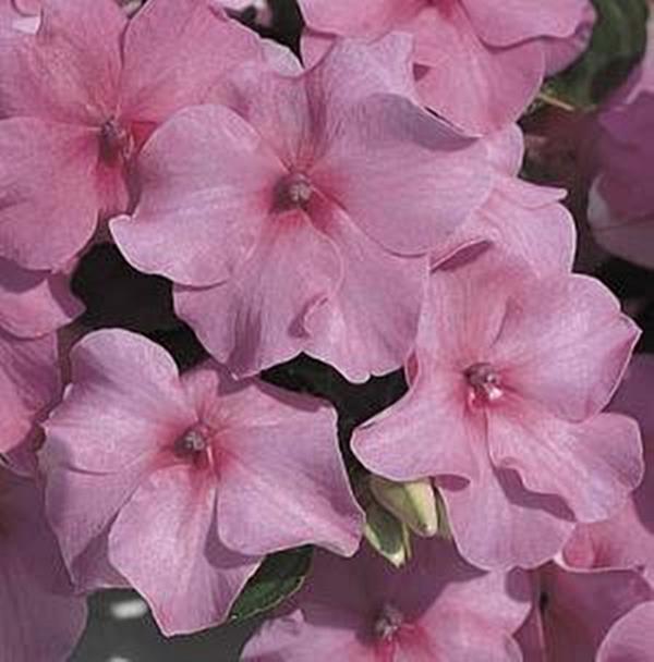 Impatiens Accent Series Deep Pink Annual Seeds