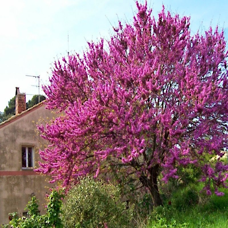 Judas Tree Seeds (Cercis siliquastrum) Mediterranean Redbud Plant Fast Hardy-4