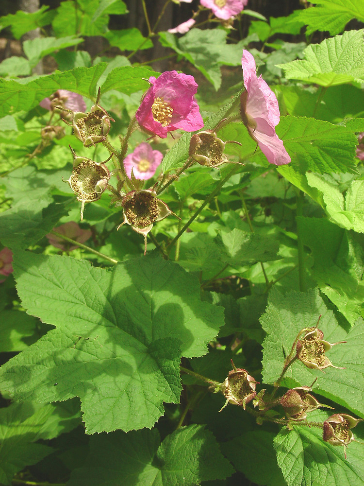 Purple-Flowering Raspberry, Rubus odoratus, Shrub Seeds