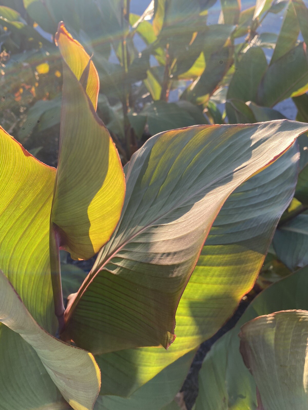 Canna Bulbs Pink Flowers Tall Plants Lot Of (3) Bronze Leaf Lily Rhizomes 2023