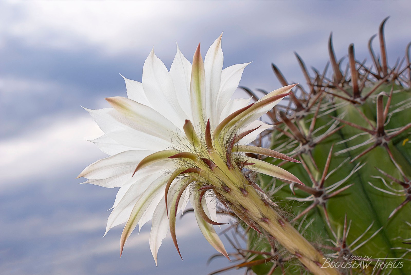 Echinopsis Ancistrophora aka Easter Lily Cactus 8 Seeds Free Shipping!