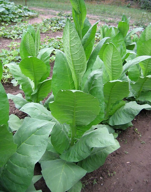 1000 Nostrano Del Brenta Tobacco Seeds Heirloom Cigar Wrapper Nicotiana Tabacum