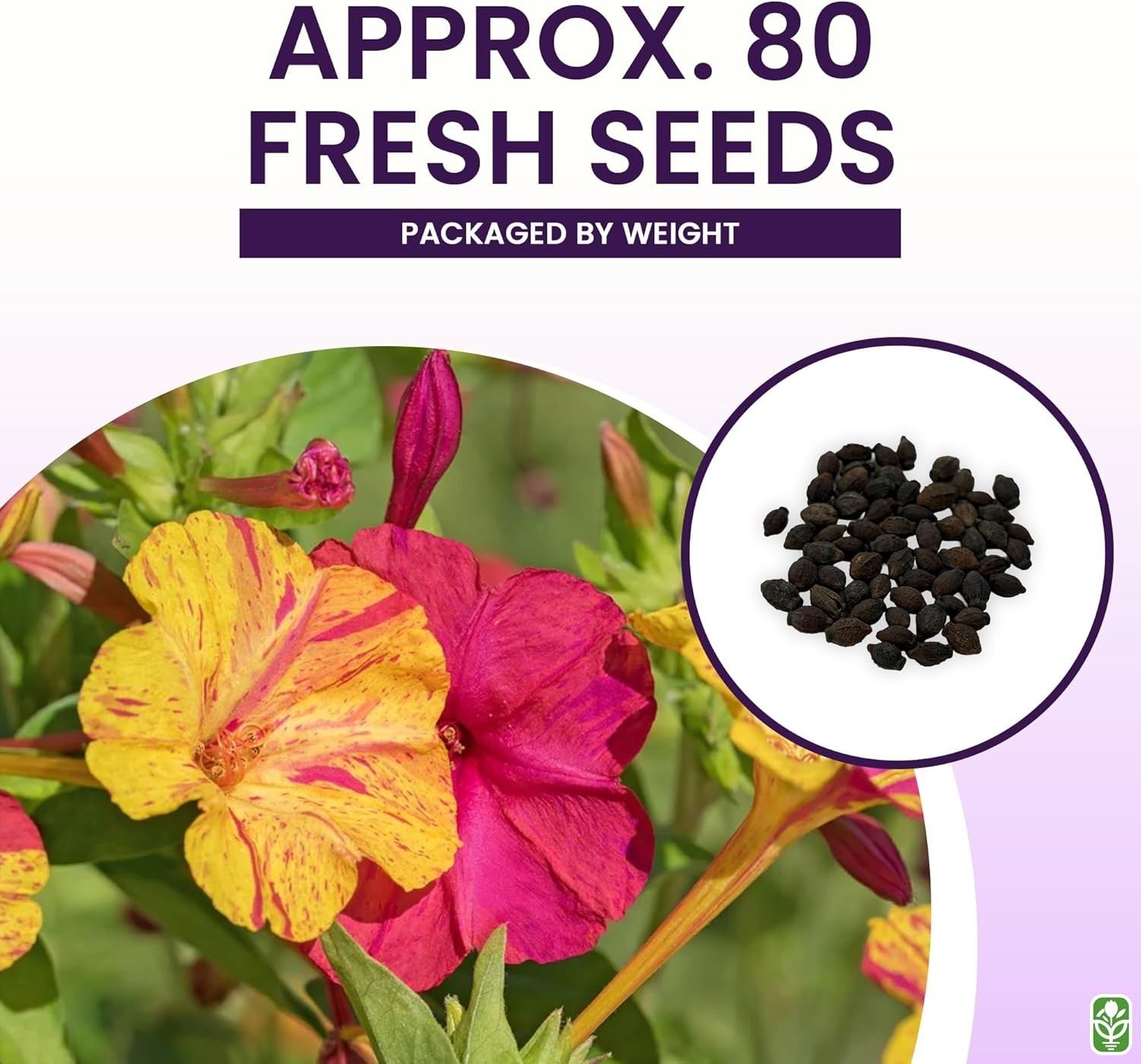 80 Multi-Color Four O’Clock Flower Seeds – Vibrant Perennials for Summer Blooms