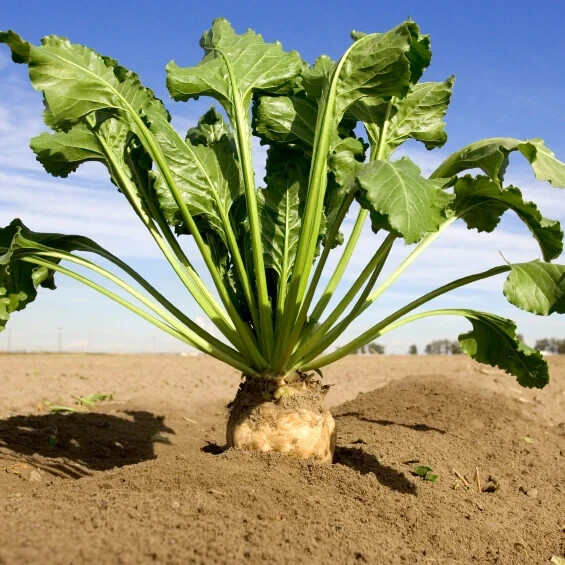 100+ seeds – Sugar Beet seeds for planting, non-GMO, fast growing, heirloom seed