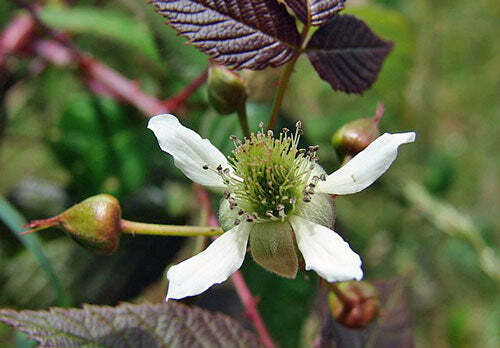 Rubus glaucus | Andean Raspberry | Mora de Castilla | 20 Seeds