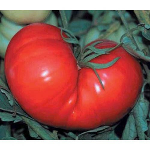 500 seeds Beefsteak Tomato Seeds | NON-GMO | Heirloom | Fresh Vegetable Seeds