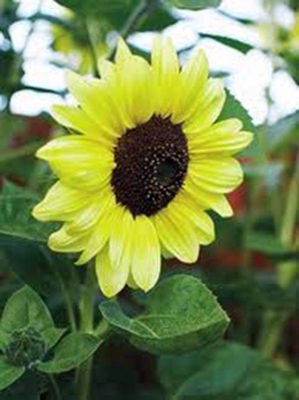 SUNFLOWER, LEMON QUEEN, 100 SEEDS LARGE BEAUTIFUL VIVID COLORFUL BLOOMS