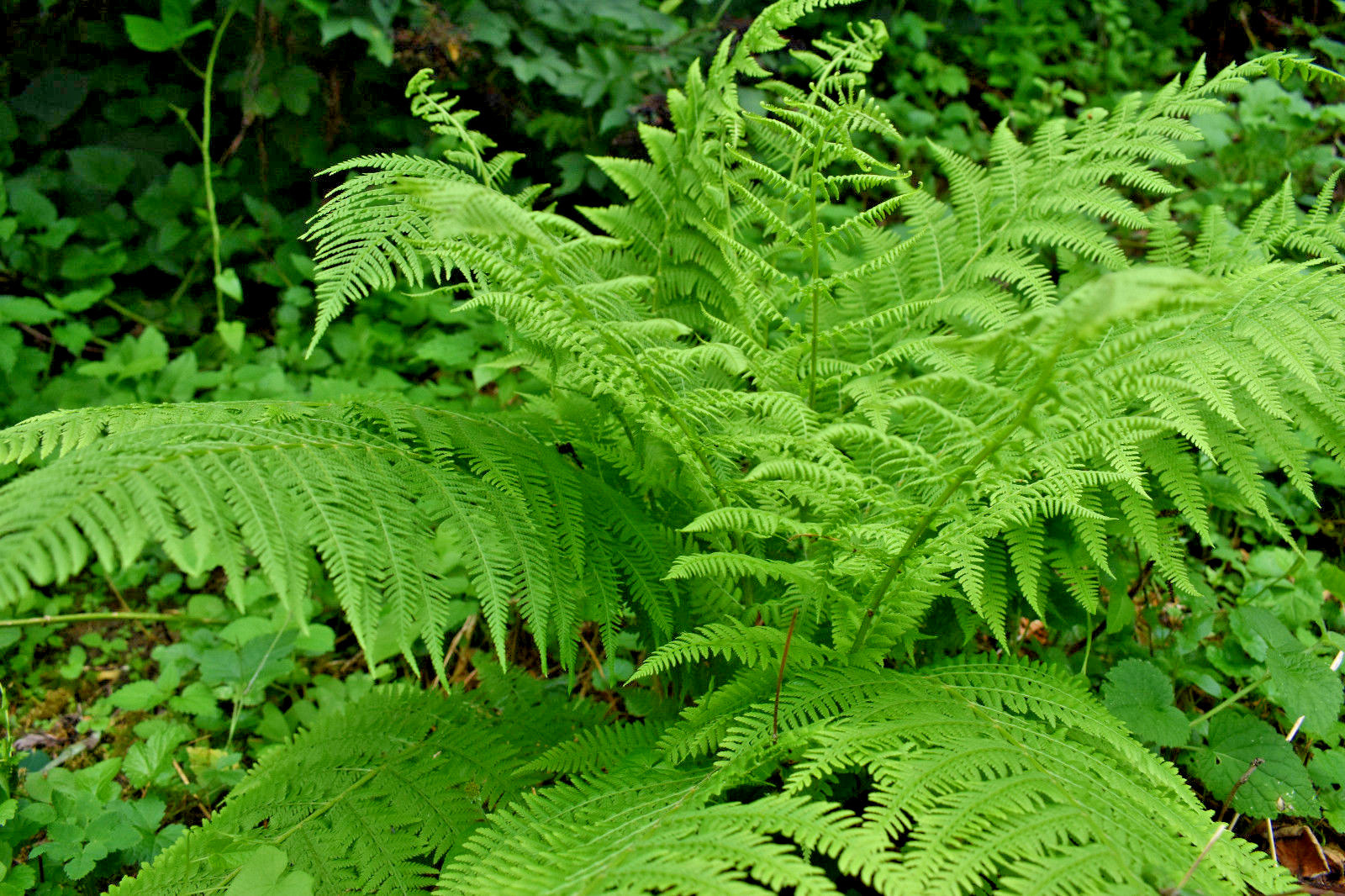 western Lady fern 1000 spores (seeds) Filix femina, cold hardy, up to 3′ tall