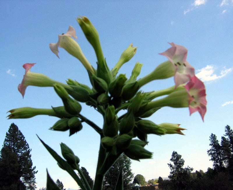 1000 NB 11 Tobacco Seeds ~ Burley Type Heirloom Non-GMO Nicotiana Tabacum