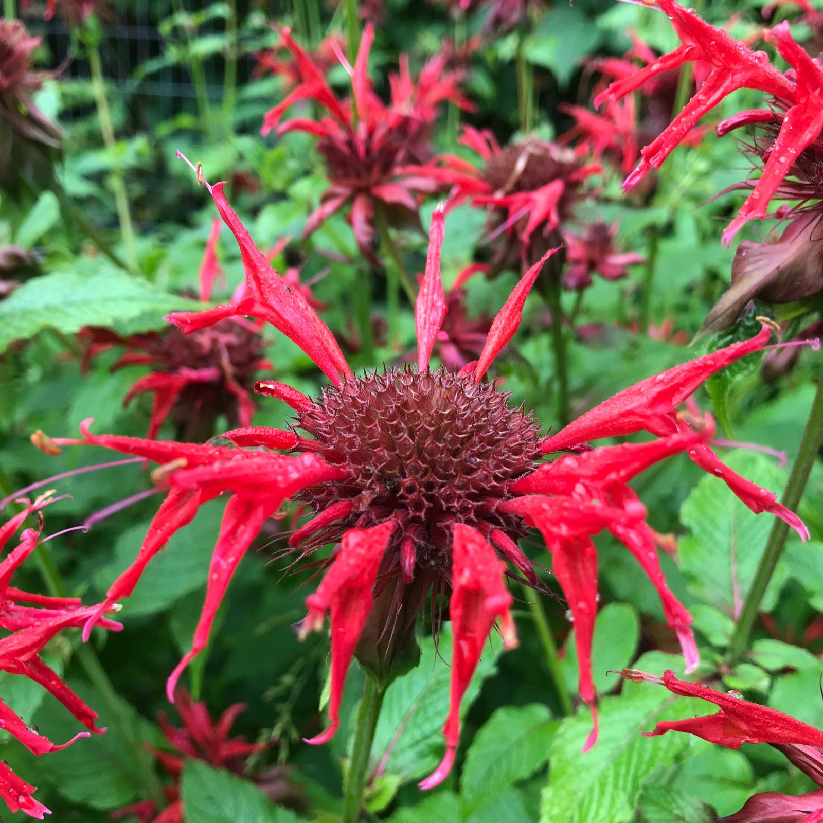 Scarlet Bee Balm Seeds (Monarda didyma) ~Native Wildflower Pollinator Garden