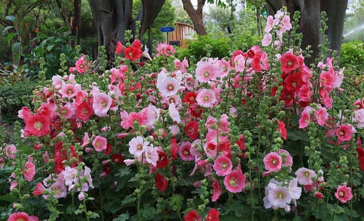 Hollyhock Seeds Pink White & Red 25+ count FREE SHIPPING For 2025 Gardens