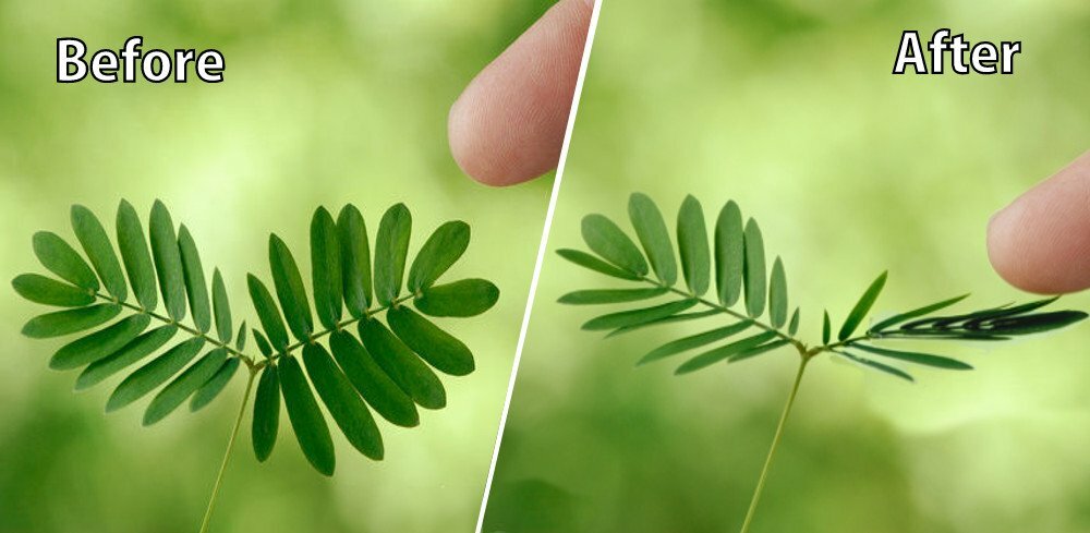 Mimosa Pudica 50 Seeds, The Sensitive Plant, Touch Me Not Herb, Tickle It