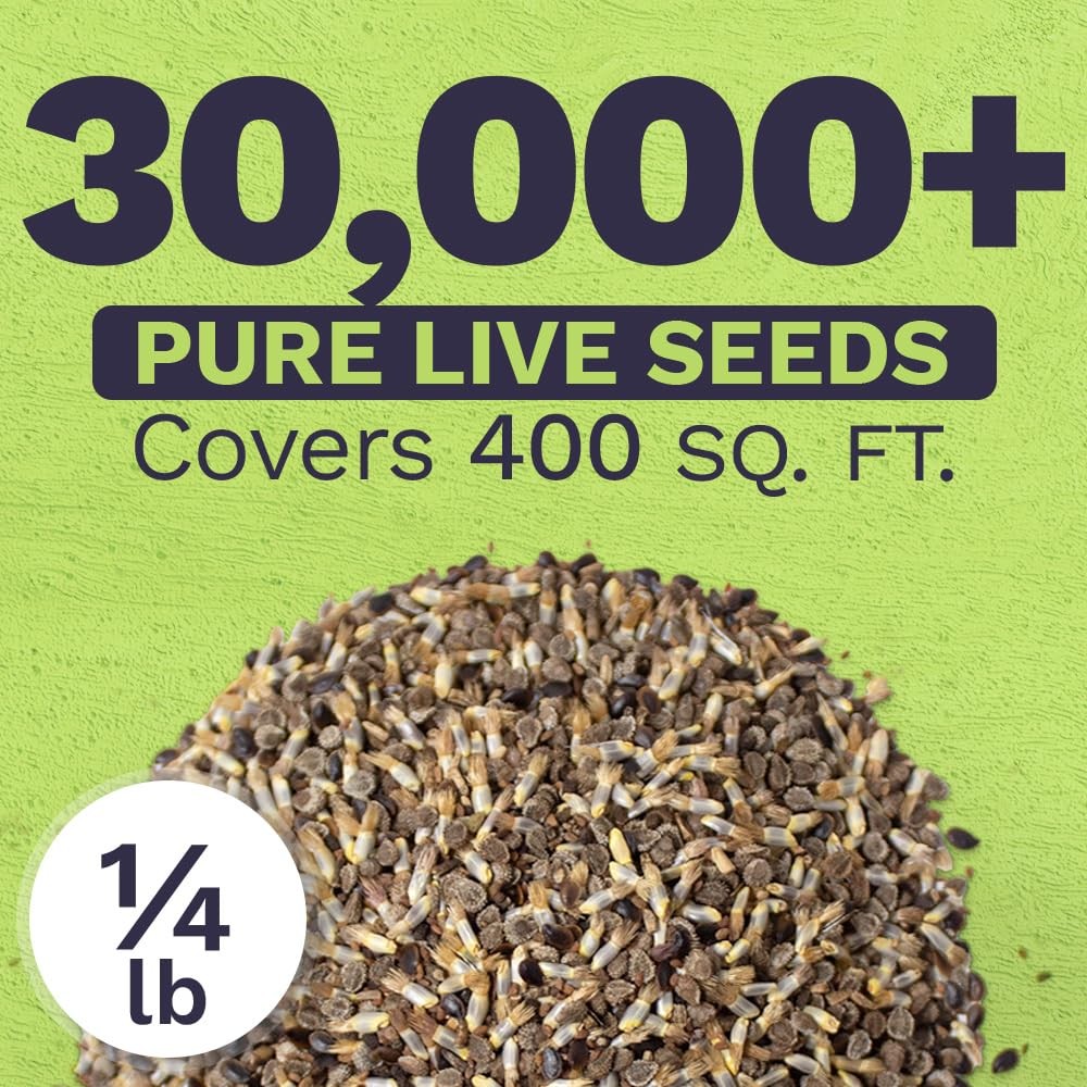 All Blues Wildflower Seeds – Bulk 1/4 Pound Bag – Over 30000 PureAnnual and P…